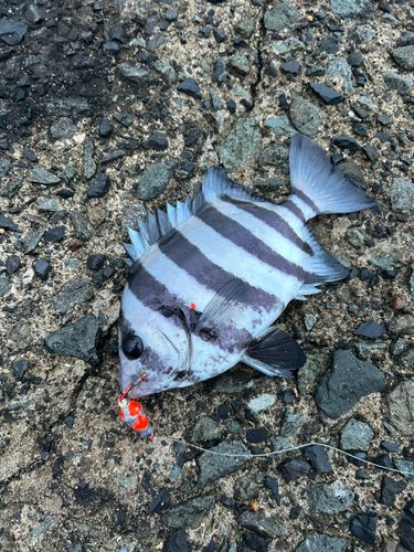 サンバソウの釣果