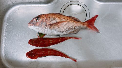 マダイの釣果