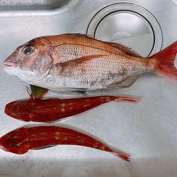 マダイ