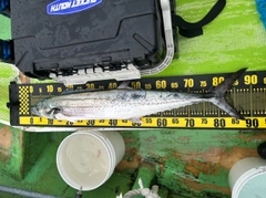 サワラの釣果