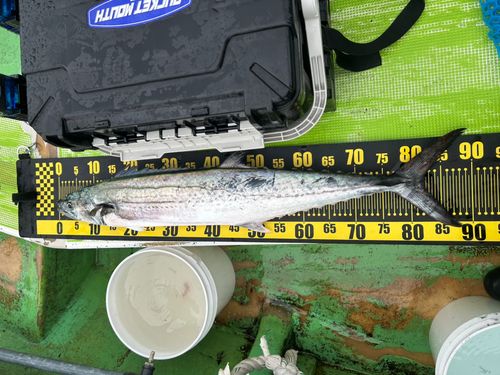 サワラの釣果
