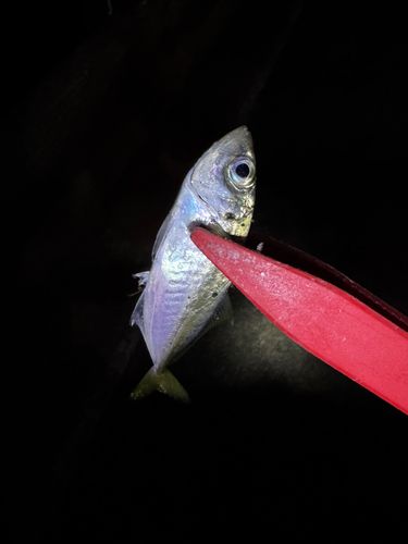 マアジの釣果