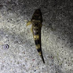 マゴチ