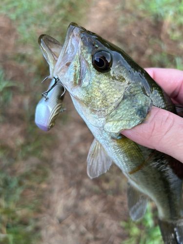 ブラックバスの釣果