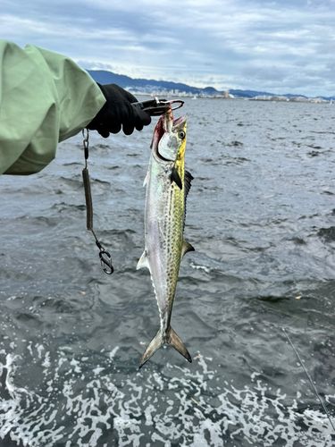 サゴシの釣果