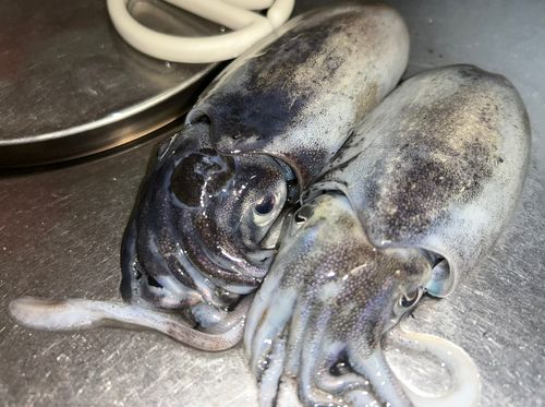 シリヤケイカの釣果