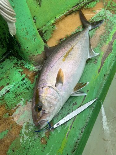カンパチの釣果