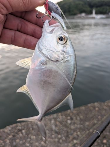 メッキの釣果