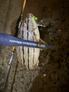 シマイサキの釣果