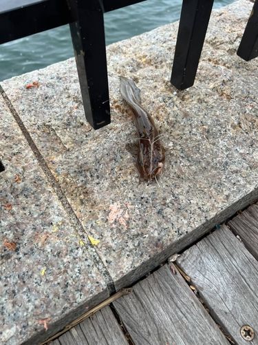 江ノ島