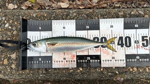 サバの釣果