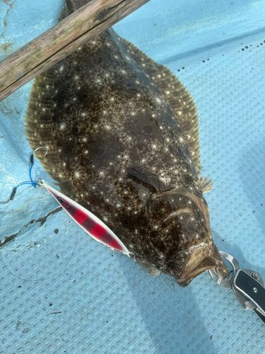 ヒラメの釣果