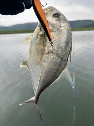 メッキの釣果
