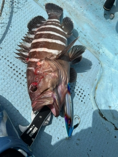 マハタの釣果