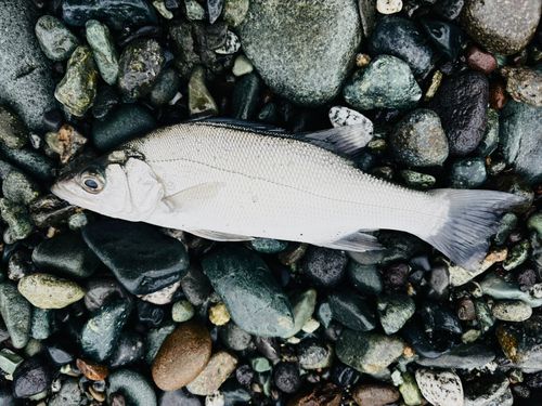 セイゴ（ヒラスズキ）の釣果