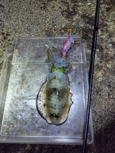 アオリイカの釣果