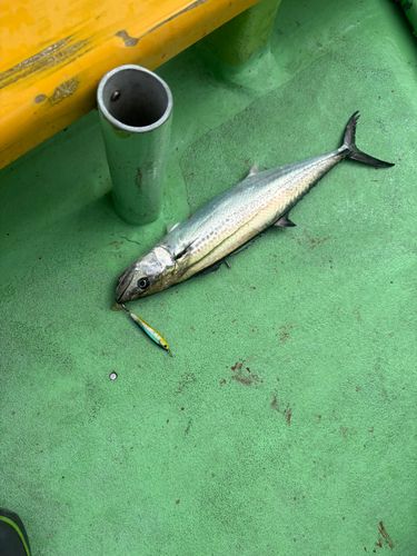 サゴシの釣果