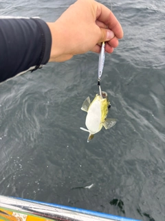 シロサバフグの釣果