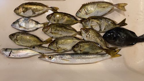 カマスの釣果