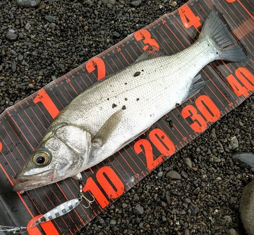 フッコ（ヒラスズキ）の釣果