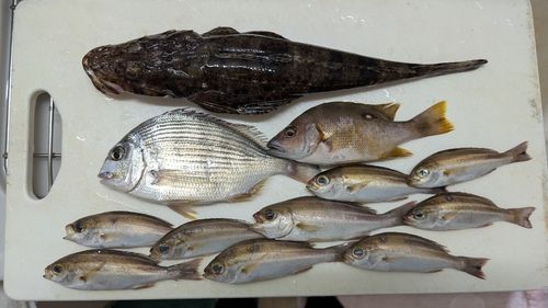 シマイサキの釣果