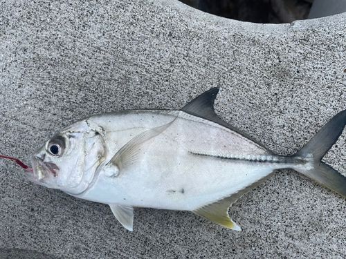 ギンガメアジの釣果