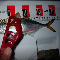 アジ