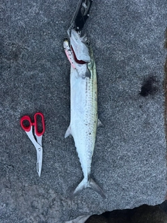 サゴシの釣果