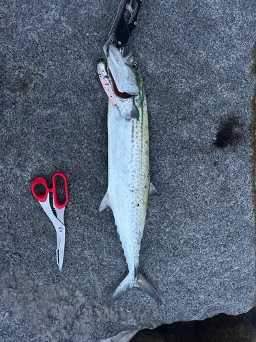 サゴシの釣果