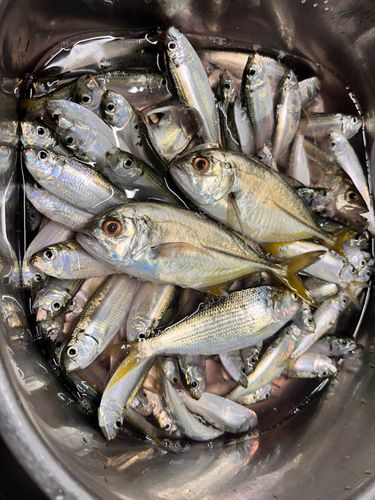 サッパの釣果
