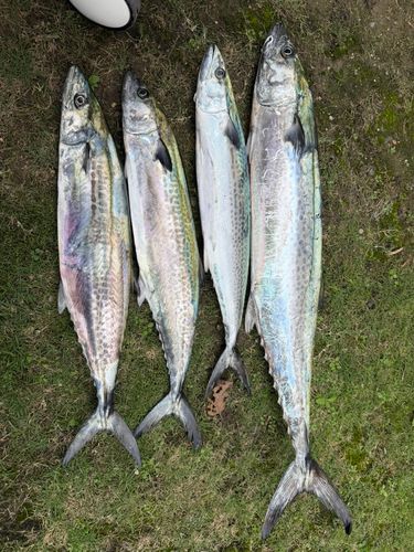 サワラの釣果