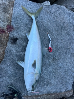 ブリの釣果