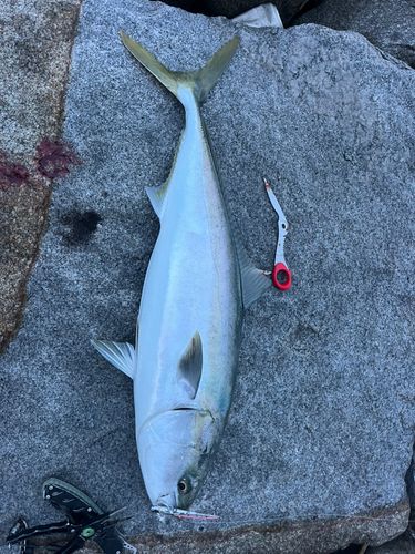 ブリの釣果