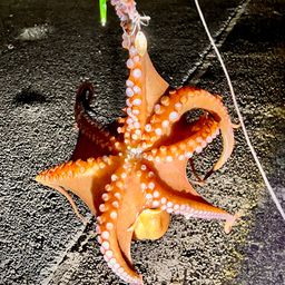 マダコ
