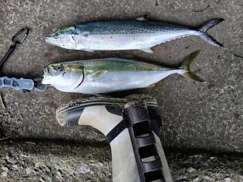 サゴシの釣果