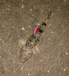 マゴチの釣果