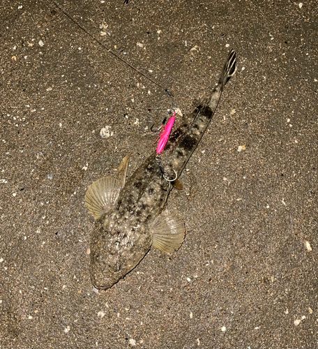 マゴチの釣果