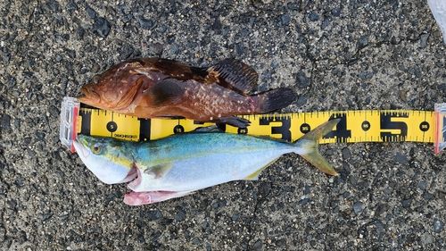 アコウの釣果