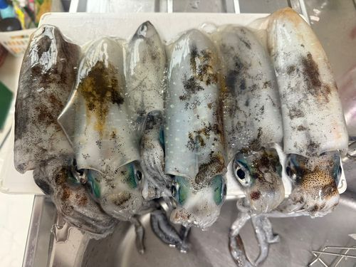 アオリイカの釣果