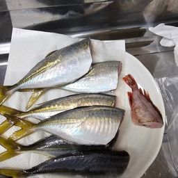 マアジ