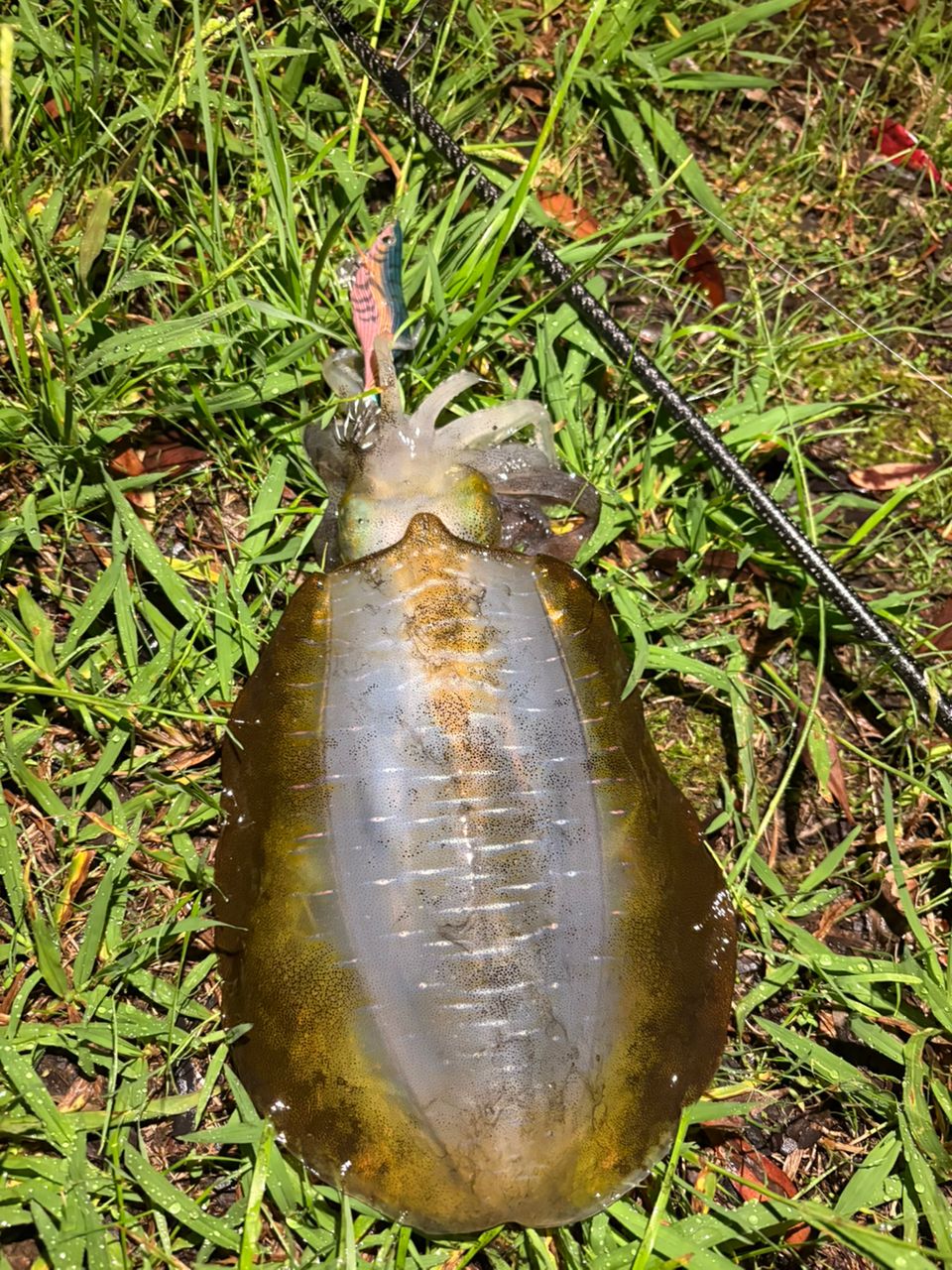 XESTA アサルトジェットタイプS 77Lの最安値・インプレ・釣果