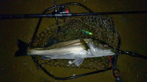 スズキの釣果