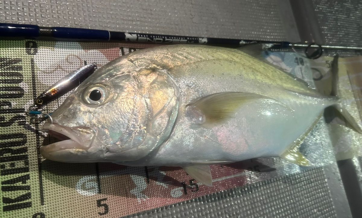 沖縄釣り体験よし丸さんの釣果 3枚目の画像