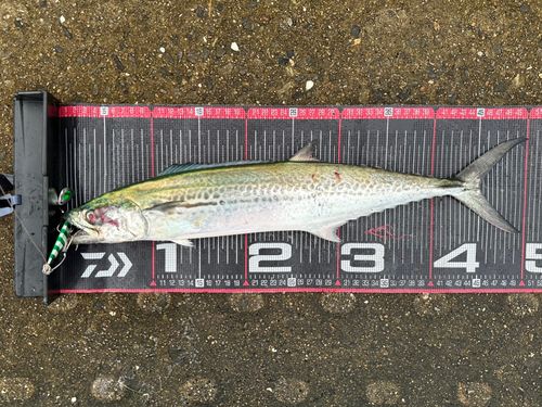 ヤナギの釣果