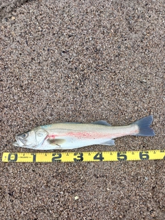 スズキの釣果