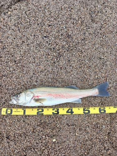 スズキの釣果