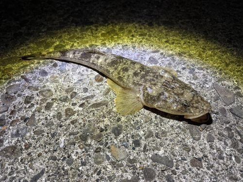 マゴチの釣果