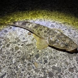 マゴチ