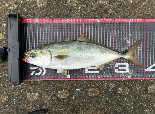 ハマチの釣果