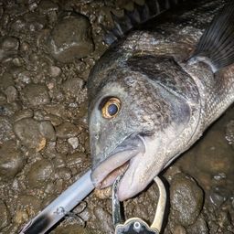 クロダイ